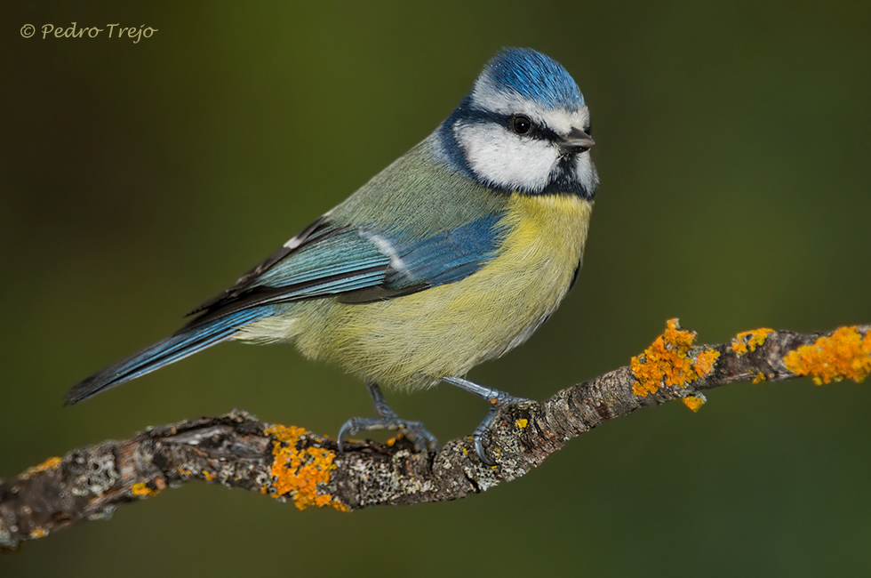 Herrerillo común (Parus caeruleus)